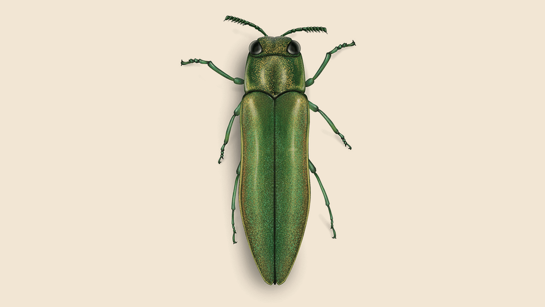 Emerald Ash Borer Illustration