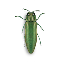 Emerald Ash Borers