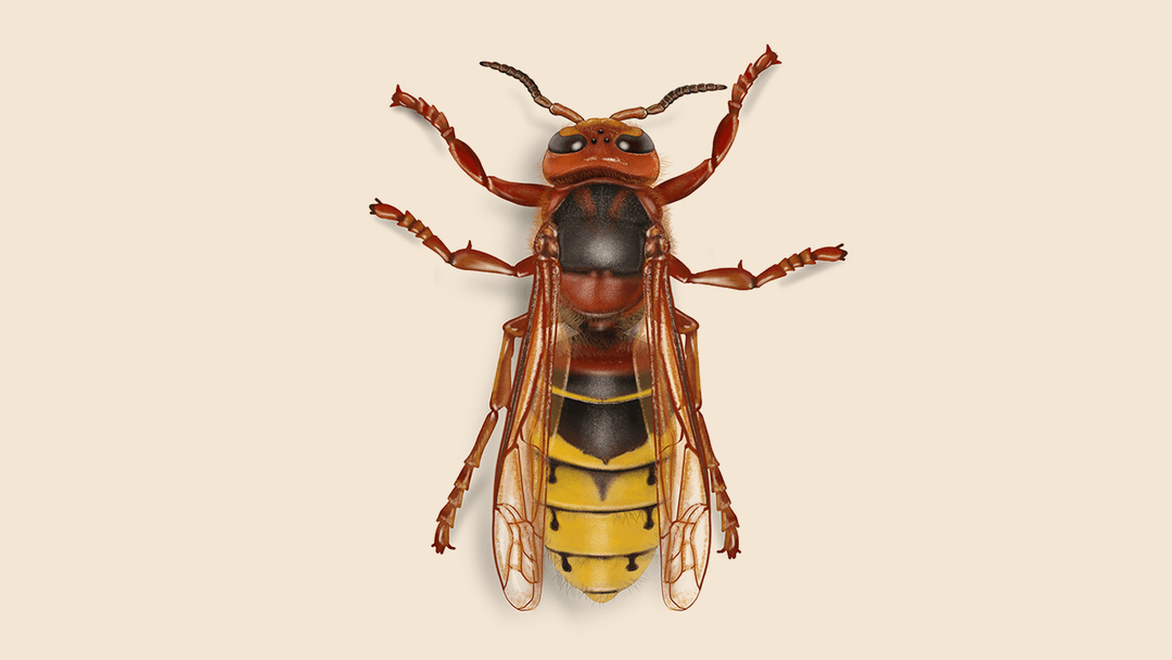 European hornet illustration