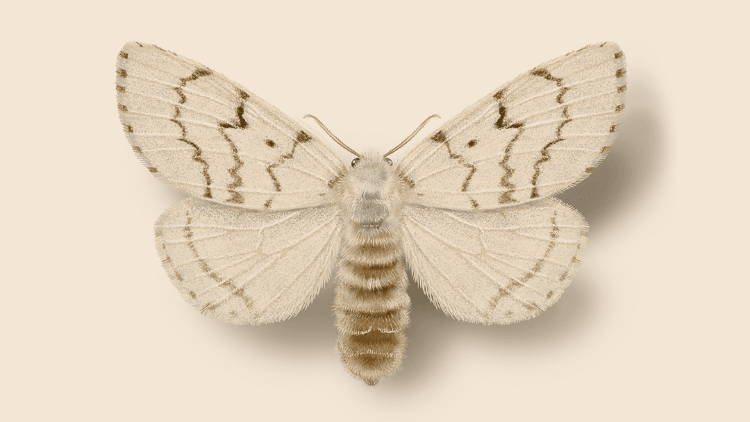 Spongy Moth illustration