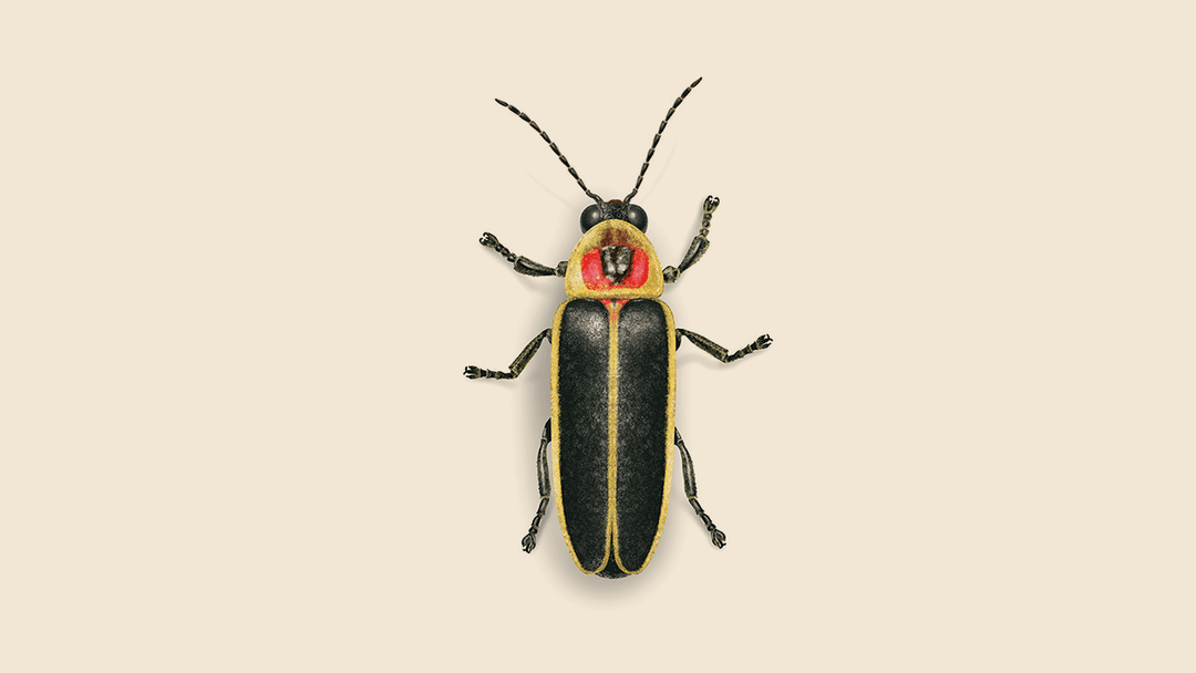 Firefly Illustration