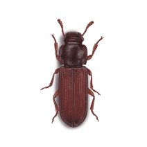 Flour Beetles