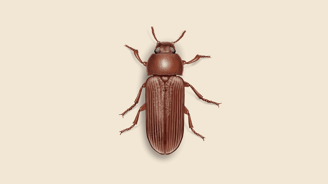 Flour Weevil Illustration