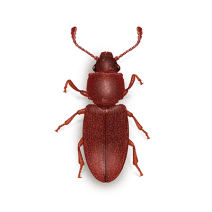 Foreign Grain Beetles