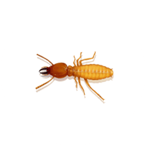 Formosan Termites