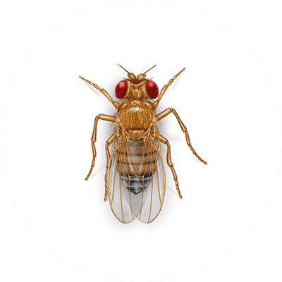 Fruit fly illustration