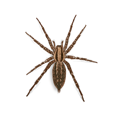 Funnelweb Spider Illustration