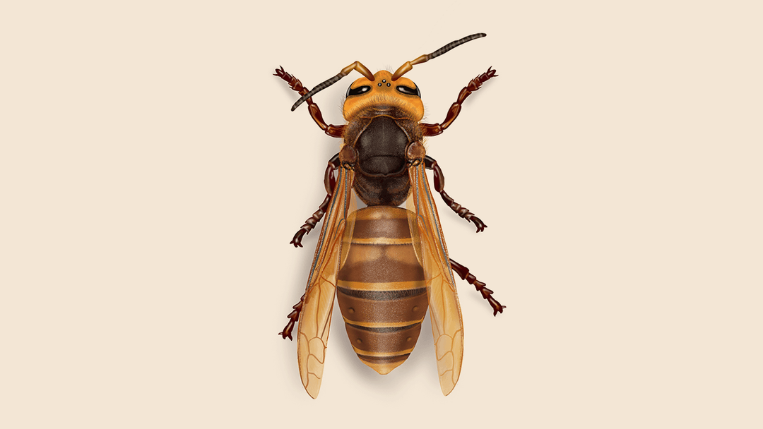 Stinging pest illustration