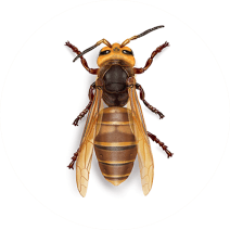 Giant Hornets