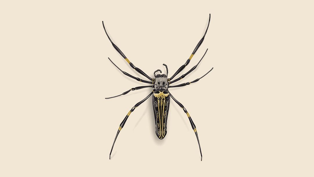 Banana/Golden Silk Spider Illustration