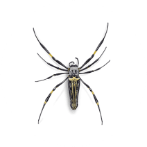 Banana Spiders