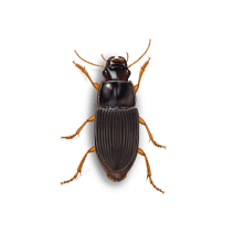 Ground Beetles