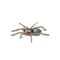 Ground Spiders