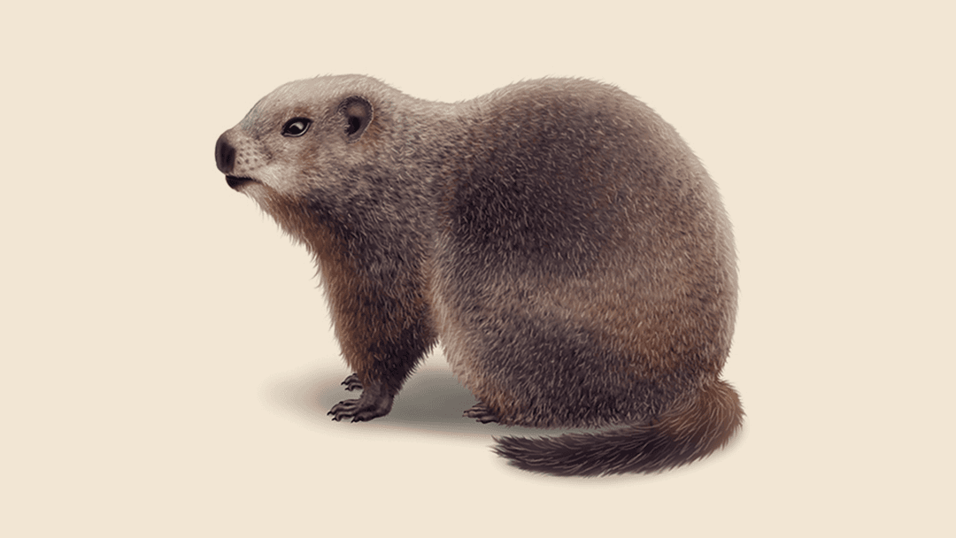 Groundhog Illustration