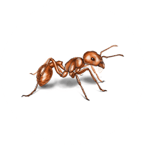 Harvester Ants