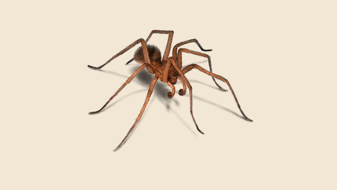 Spider illustration