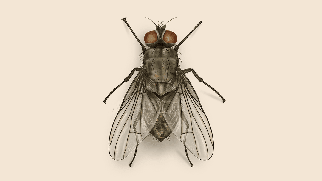 Horn fly illustration