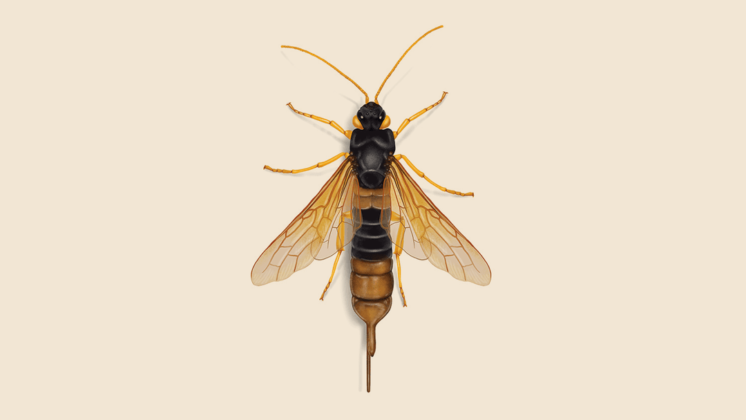 Horntail illustration