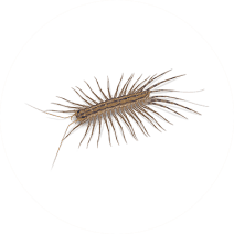 House Centipedes