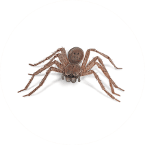 Huntsman Spiders