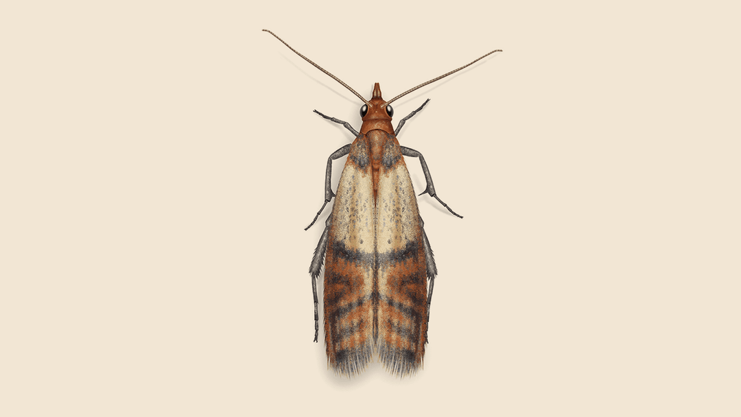 Indian Meal Moth Illustration