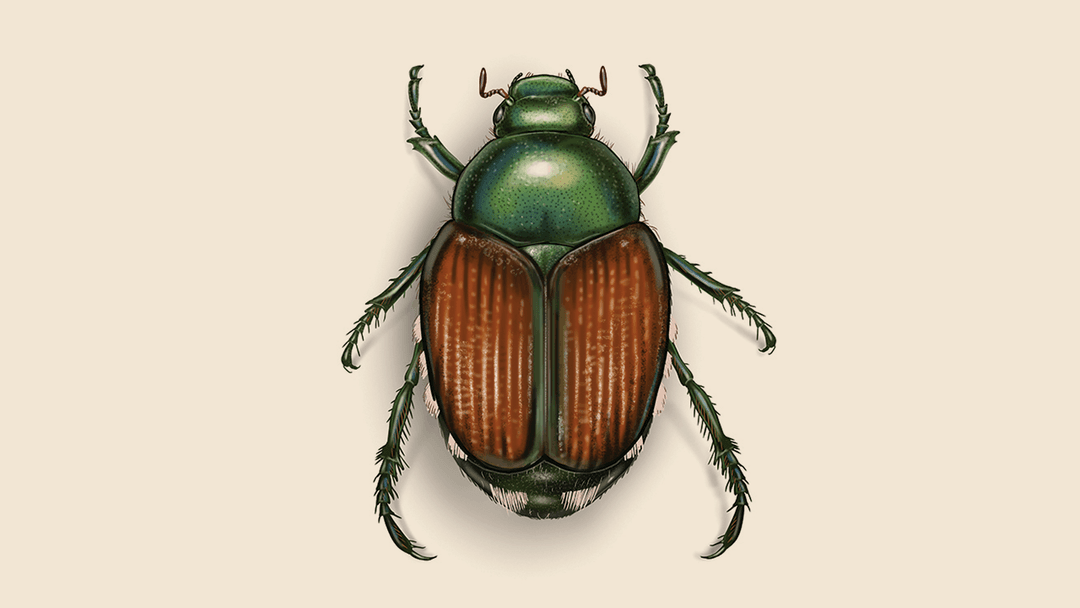 Japanese beetle illustration