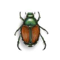 How to ID Japanese Beetles | Get Rid of Japanese Beetles