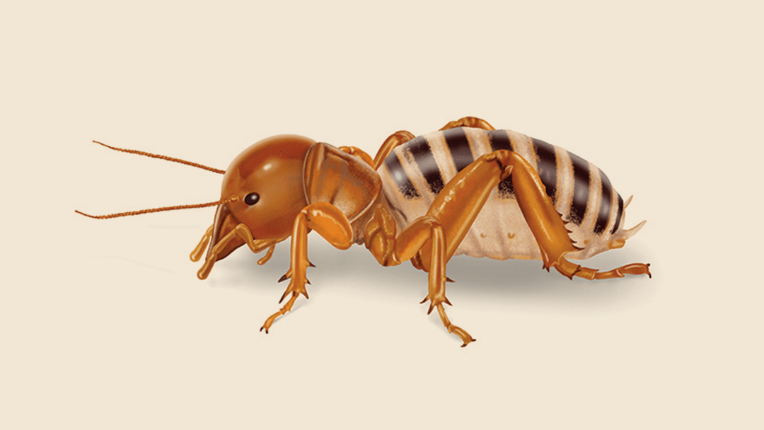 Jerusalem cricket illustration