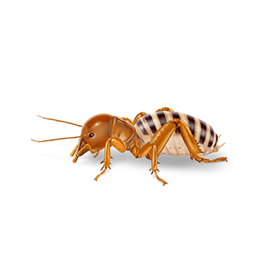 Jerusalem cricket illustration