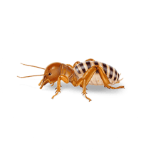 Jerusalem Crickets Exterminator - How To Identify & Get Rid Of Jerusalem Crickets