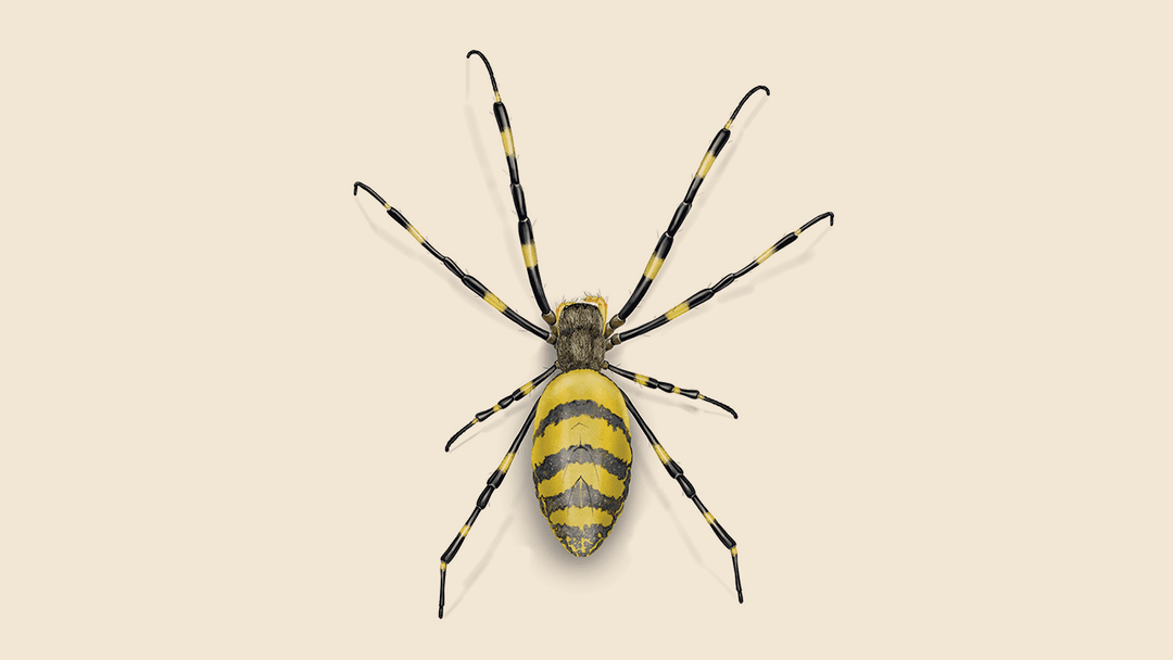 Joro Spider Illustration