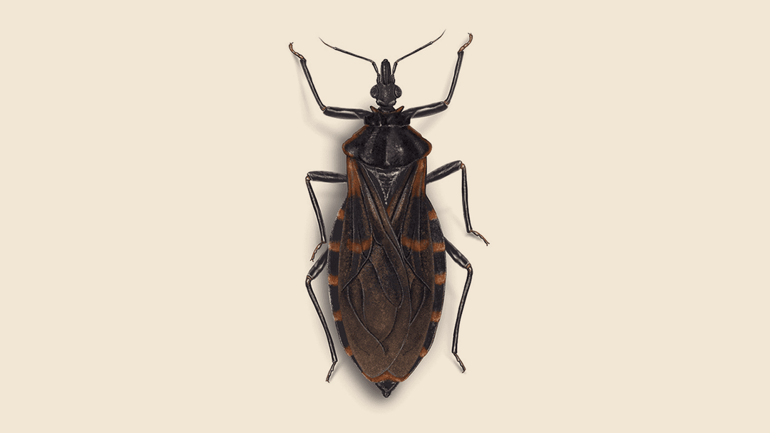 Kissing bug illustration