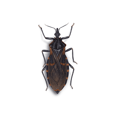 Kissing bug illustration