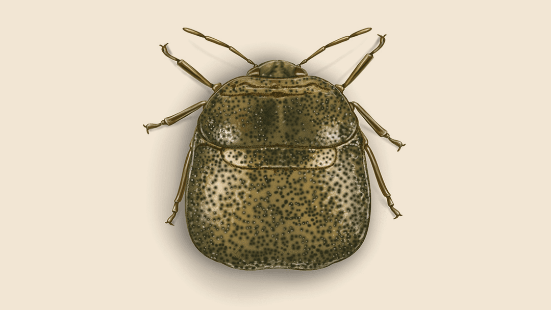 Kudzu bug illustration