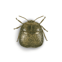 Kudzu Bugs Exterminator - How To Identify & Get Rid Of Kudzu Bugs