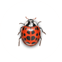 Asian Lady Beetles