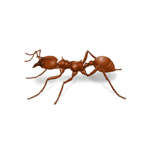 Leafcutter Ants