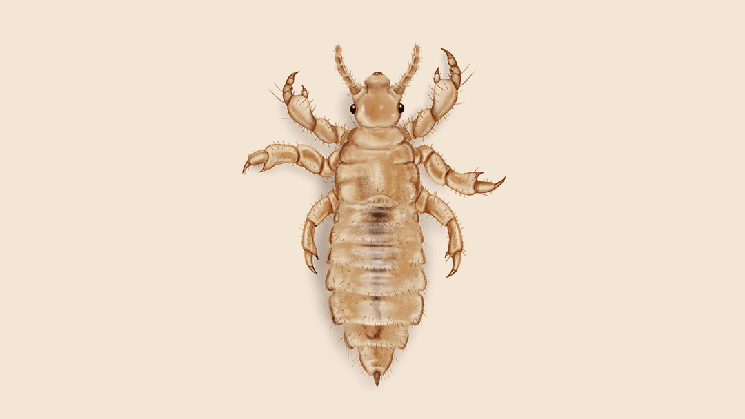 Lice illustration