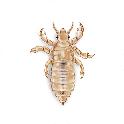 Lice illustration