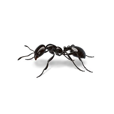 Black ant illustration