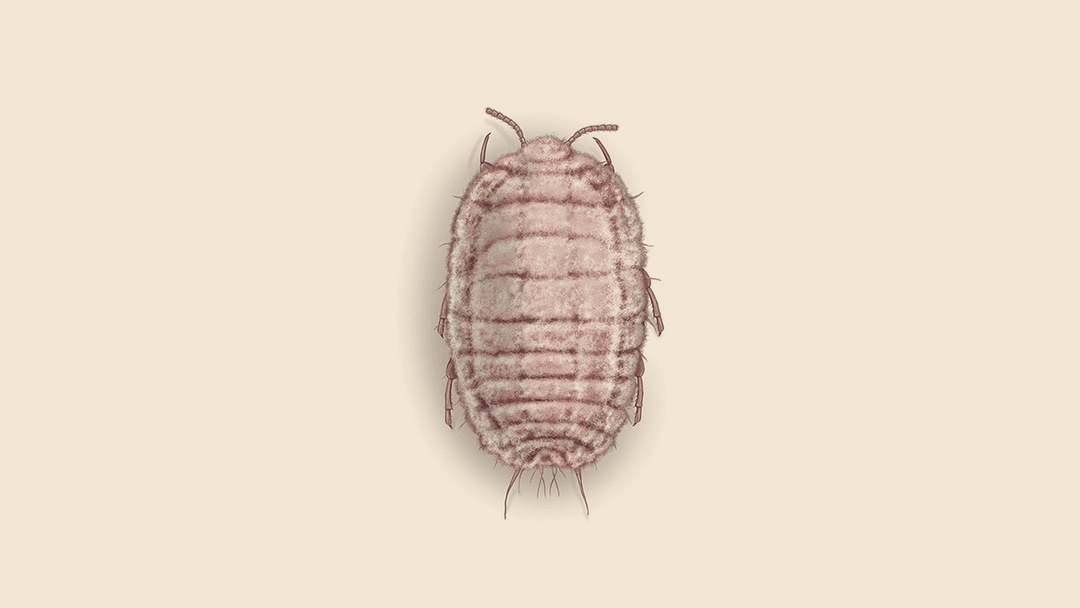 Mealybug illustration