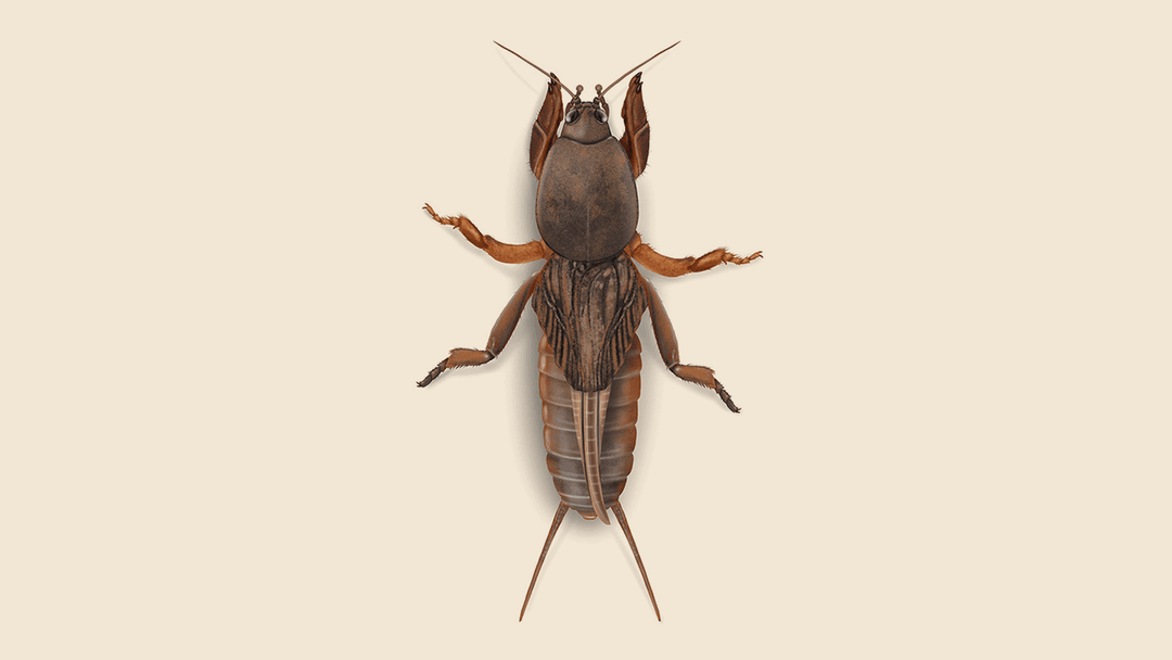 Mole Cricket Illustration