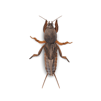 Mole Cricket Illustration