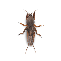 Mole Crickets