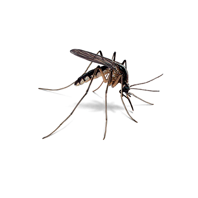 Mosquito Treatment