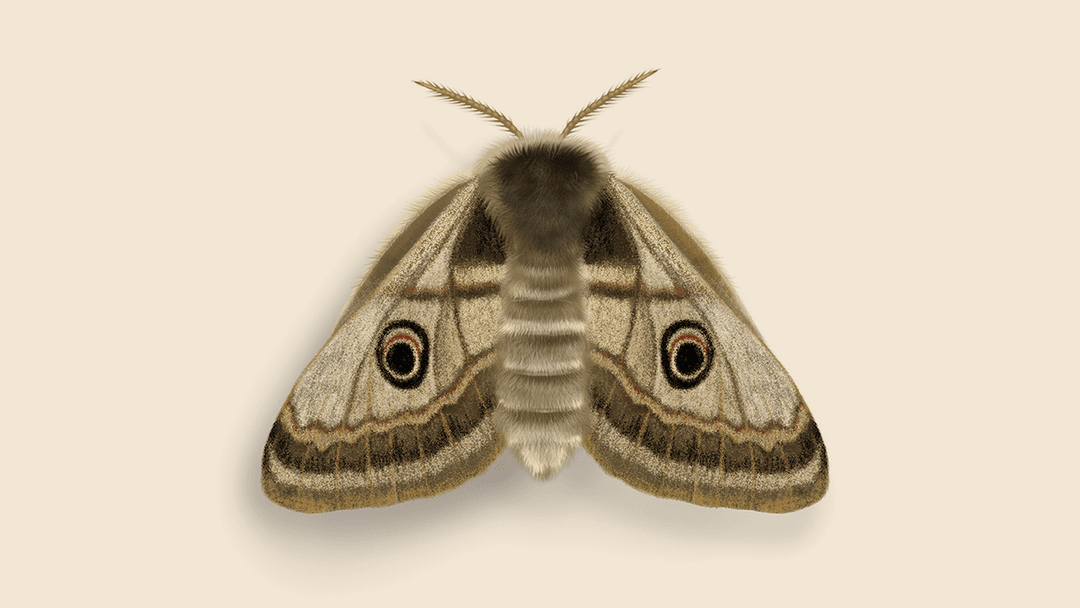 Moth illustration