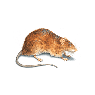 Rodent illustration