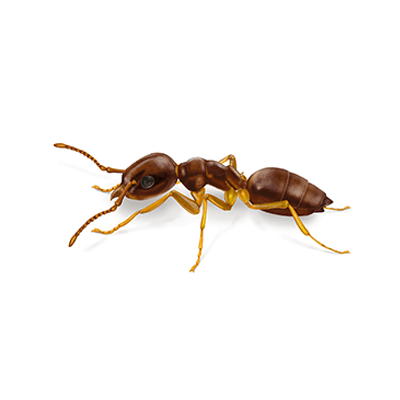 Odorous ant illustration