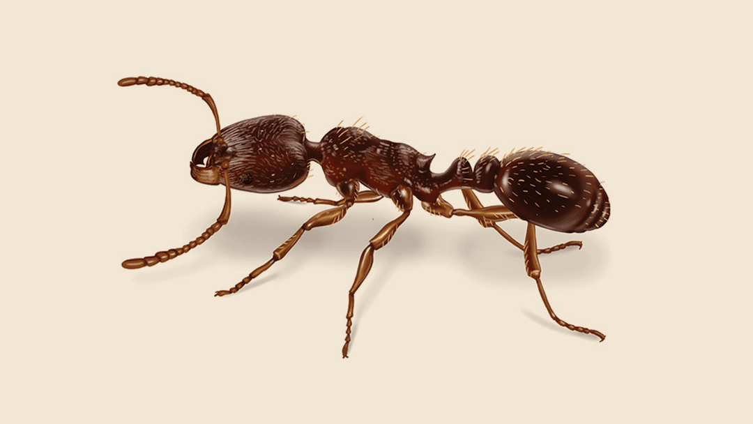 Pavement ant illustration