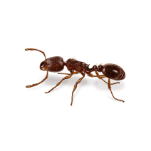 Pavement Ants